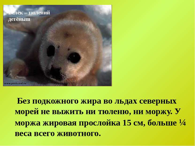 Белёк – тюлений детёныш Без подкожного жира во льдах северных морей не выжить...