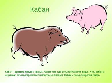 Кабан Кабан – древний предок свиньи. Живет там, где есть поблизости вода. Хот...
