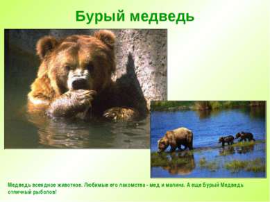 Бурый медведь Медведь всеядное животное. Любимые его лакомства - мед и малина...