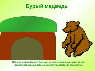 Бурый медведь Медведь живет в берлоге. Всю зиму он спит в своем доме, живет з...