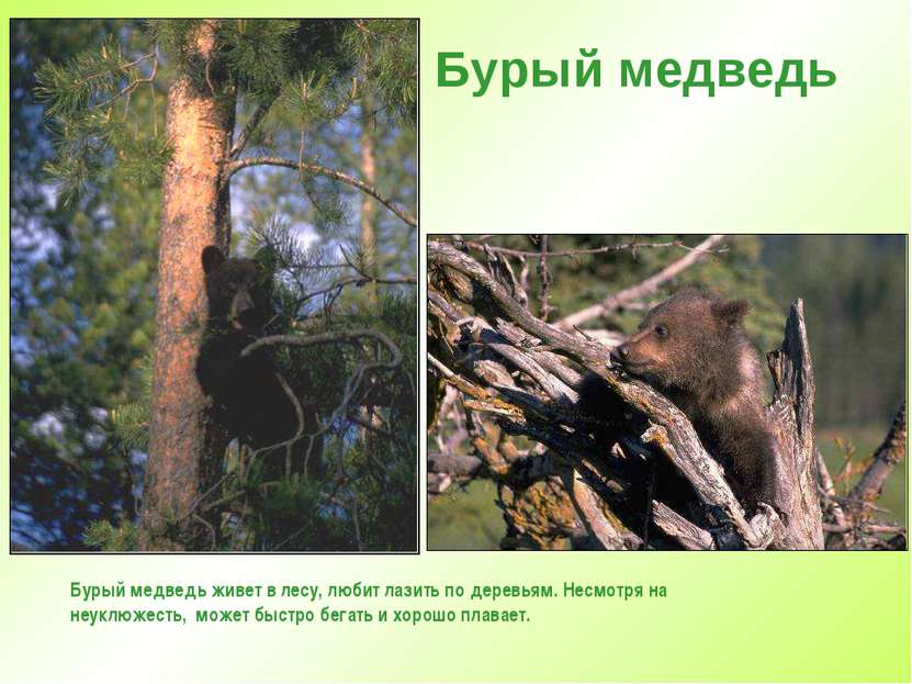 Бурый медведь Бурый медведь живет в лесу, любит лазить по деревьям. Несмотря ...