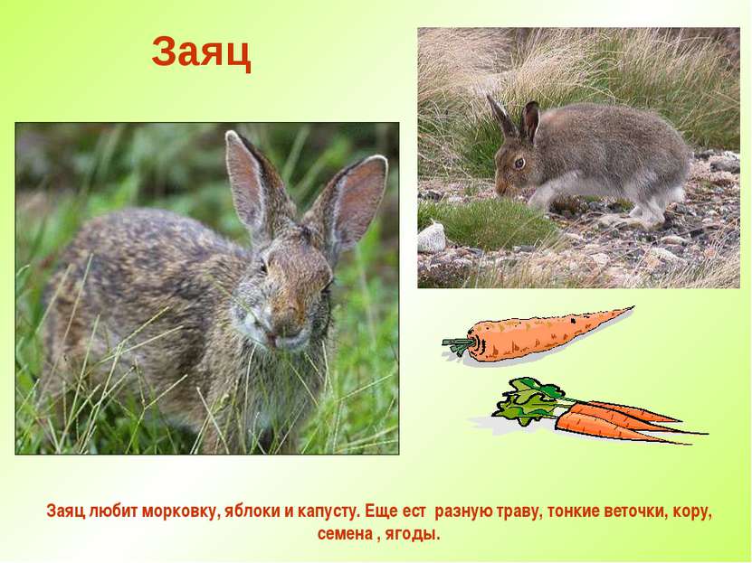 Заяц Заяц любит морковку, яблоки и капусту. Еще ест разную траву, тонкие вето...