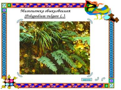 Многоножка обыкновенная (Polypodium vulgare L.). меню