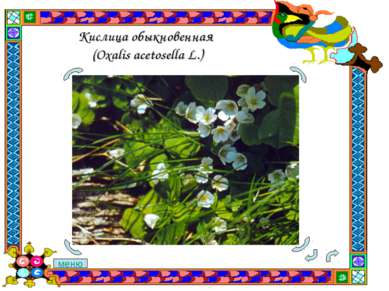 Кислица обыкновенная (Oxalis acetosella L.) меню
