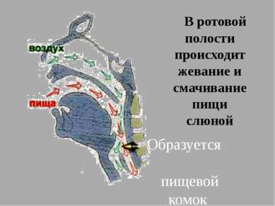 В ротовой полости происходит жевание и смачивание пищи слюной Образуется пище...