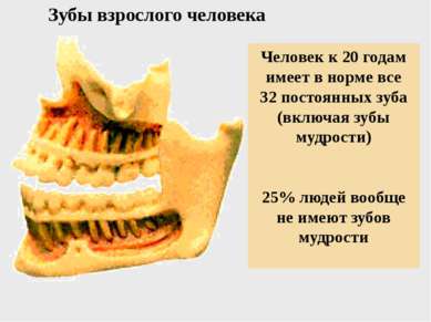 Зубы взрослого человека Человек к 20 годам имеет в норме все 32 постоянных зу...