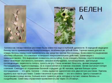 БЕЛЕНА Белена как лекарственное растение была известна еще в глубокой древнос...