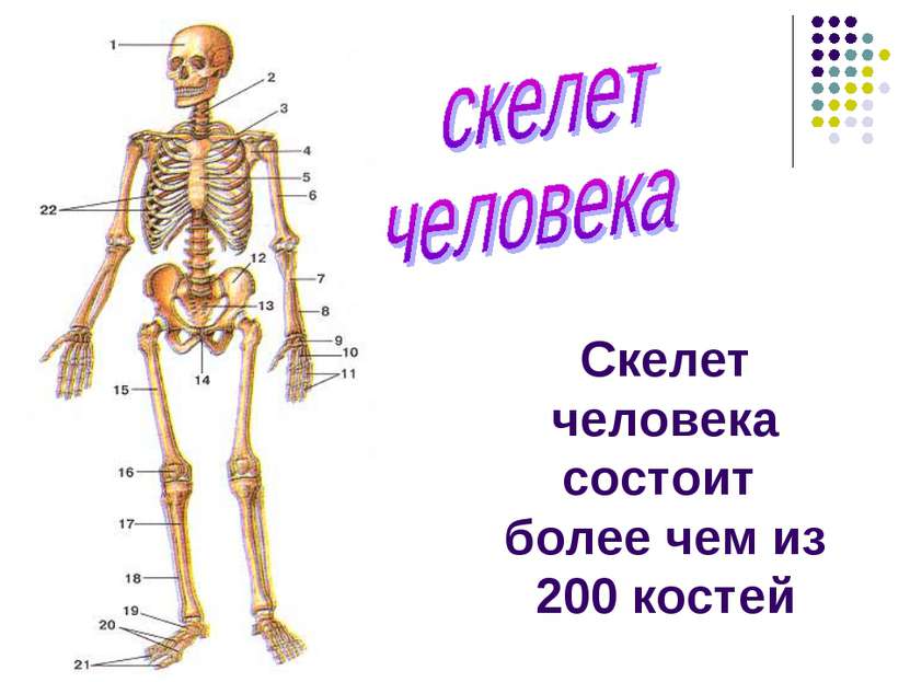 Скелет человека состоит более чем из 200 костей