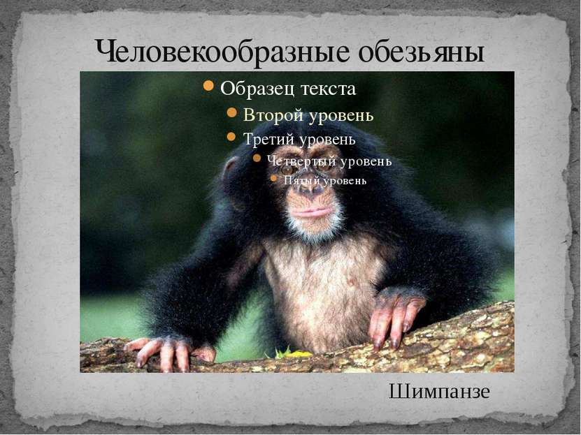 Человекообразные обезьяны Шимпанзе