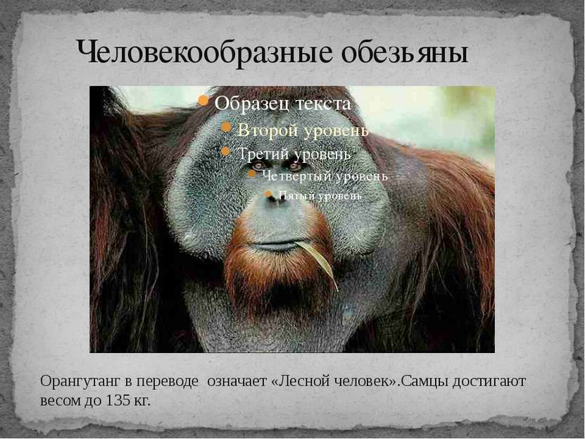 Человекообразные обезьяны Орангутанг в переводе означает «Лесной человек».Сам...