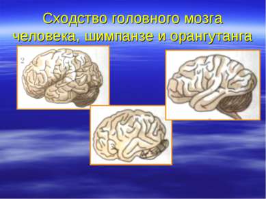 Сходство головного мозга человека, шимпанзе и орангутанга