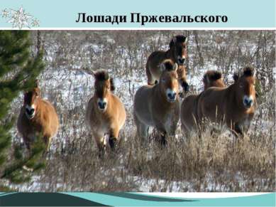Лошади Пржевальского В мае 1998 года из заповедника «Аскания-Нова» было завез...