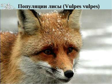 Популяции лисы (Vulpes vulpes) Численность этого животного составляет около 6...