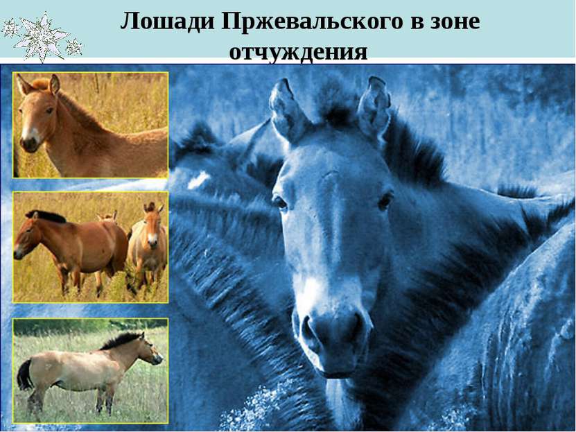 Лошади Пржевальского в зоне отчуждения … и многие другие виды животных…