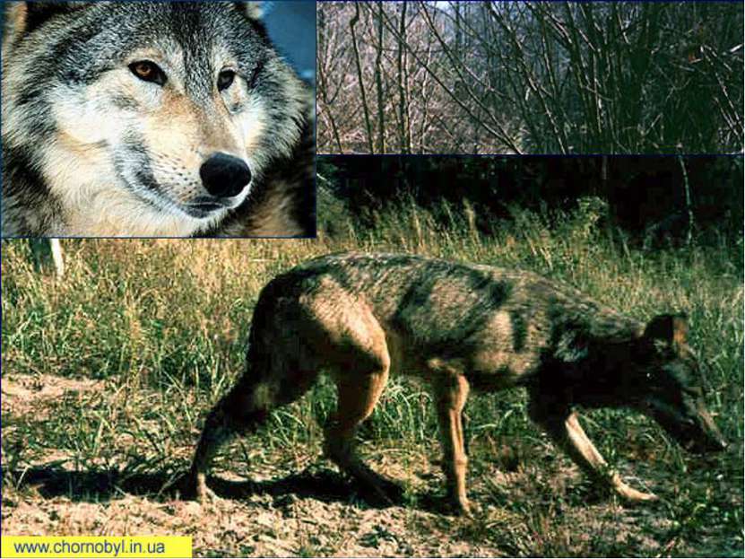 Волки Количество волчьих семей увеличивается. По мнению зоологов, проводивших...