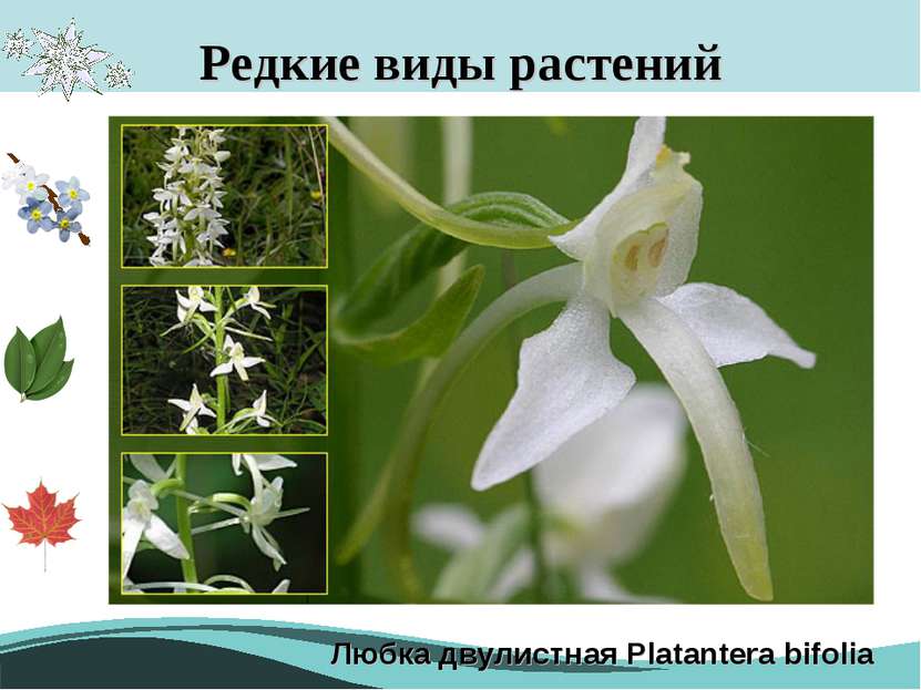 Редкие виды растений Любка двулистная Platantera bifolia