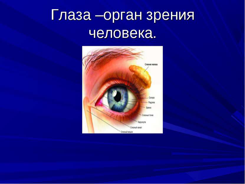 Глаза –орган зрения человека.