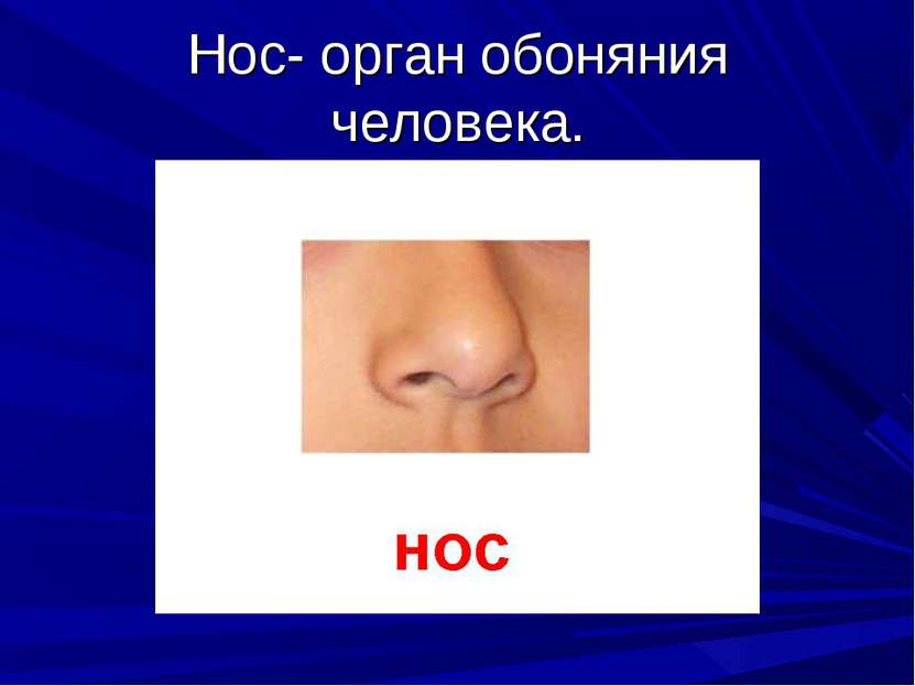 Нос- орган обоняния человека.