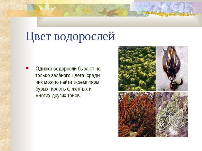 Цвет водорослей Однако водоросли бывают не только зелёного цвета: среди них м...