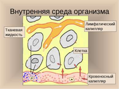 Внутренняя среда организма Лимфатический капилляр Кровеносный капилляр Тканев...