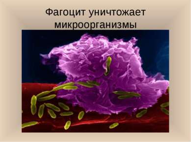 Фагоцит уничтожает микроорганизмы
