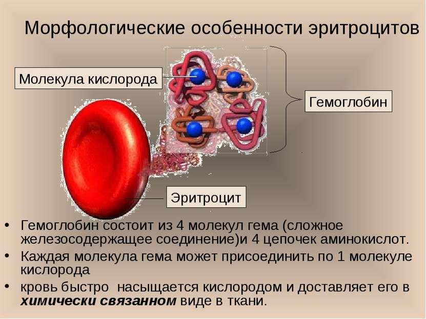Морфологические особенности эритроцитов Гемоглобин состоит из 4 молекул гема ...