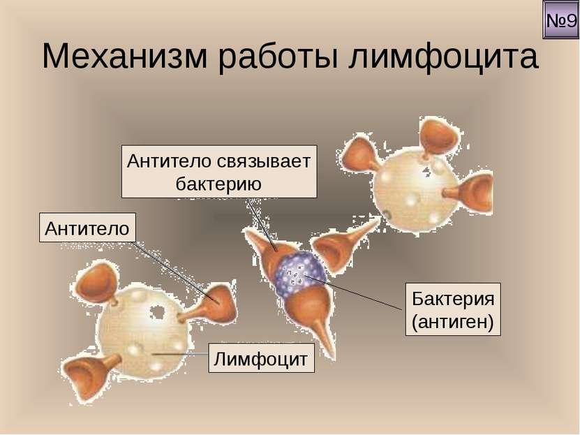 Механизм работы лимфоцита Бактерия (антиген) №9