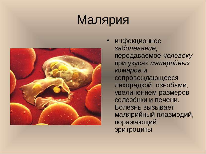 Малярия инфекционное заболевание, передаваемое человеку при укусах малярийных...