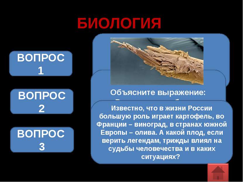 БИОЛОГИЯ ВОПРОС 1 ВОПРОС 2 Объясните выражение: «Растет, как гриб после дождя...