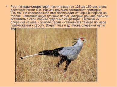 Рост птицы-секретаря насчитывает от 125 до 150 мм, а вес достигает почти 4 кг...