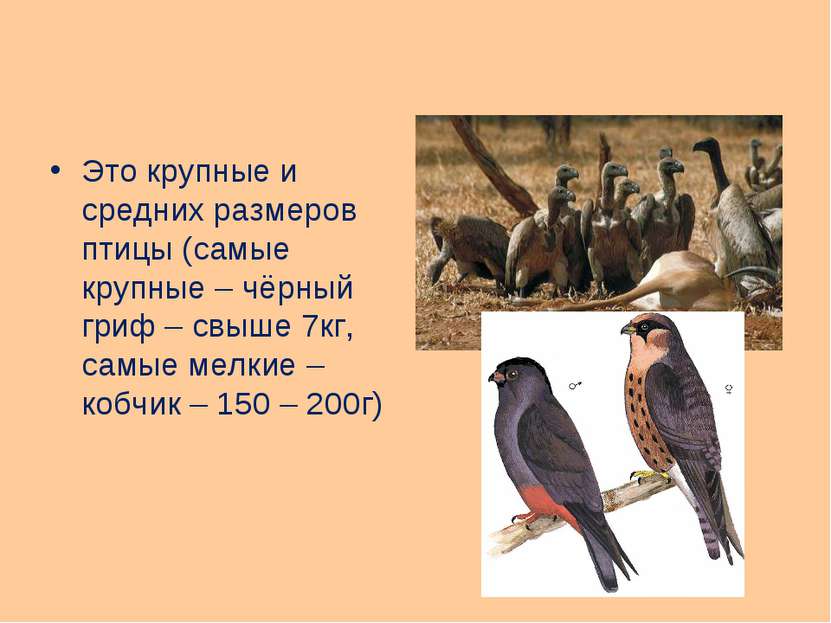 Это крупные и средних размеров птицы (самые крупные – чёрный гриф – свыше 7кг...