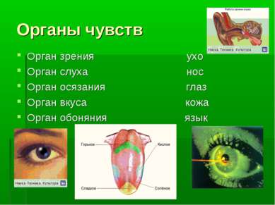 Органы чувств Орган зрения ухо Орган слуха нос Орган осязания глаз Орган вкус...