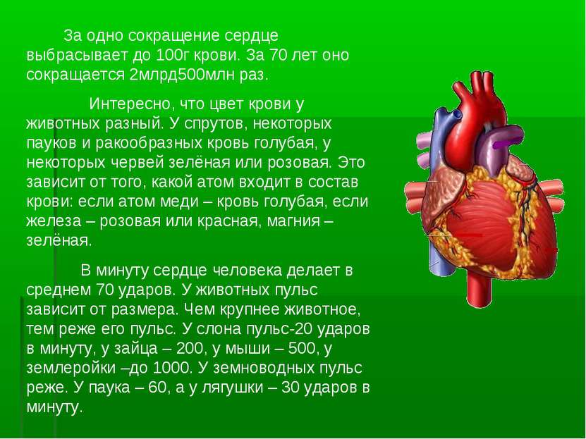 За одно сокращение сердце выбрасывает до 100г крови. За 70 лет оно сокращаетс...