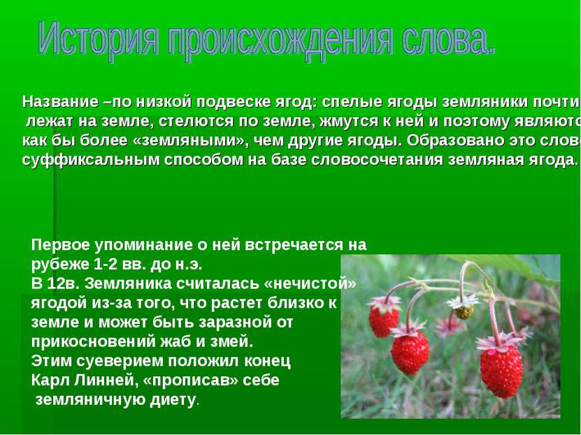 Название –по низкой подвеске ягод: спелые ягоды земляники почти лежат на земл...