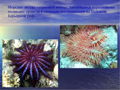 Морские звезды «терновый венец», питающиеся коралловыми полипами привели к си...