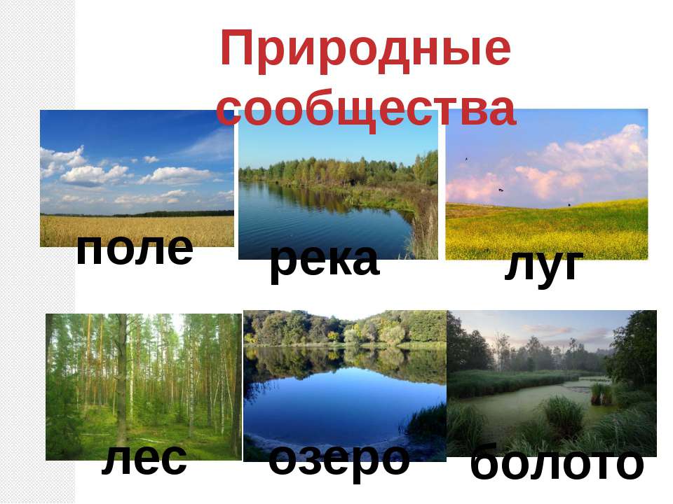 Природное сообщество лес 5 класс биология. Природные сообщества. Природное сообщество река. Картины с изображением природных сообществ. Природное сообщество это 4 класс.