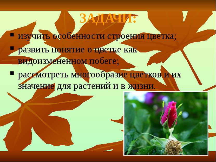 ЗАДАЧИ: изучить особенности строения цветка; развить понятие о цветке как вид...