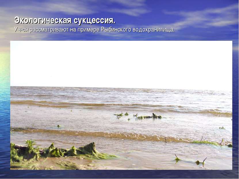 Экологическая сукцессия. Уч-ся рассматривают на примере Рыбинского водохранил...