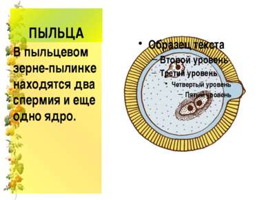 ПЫЛЬЦА В пыльцевом зерне-пылинке находятся два спермия и еще одно ядро.