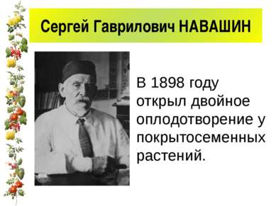 Сергей Гаврилович НАВАШИН В 1898 году открыл двойное оплодотворение у покрыто...