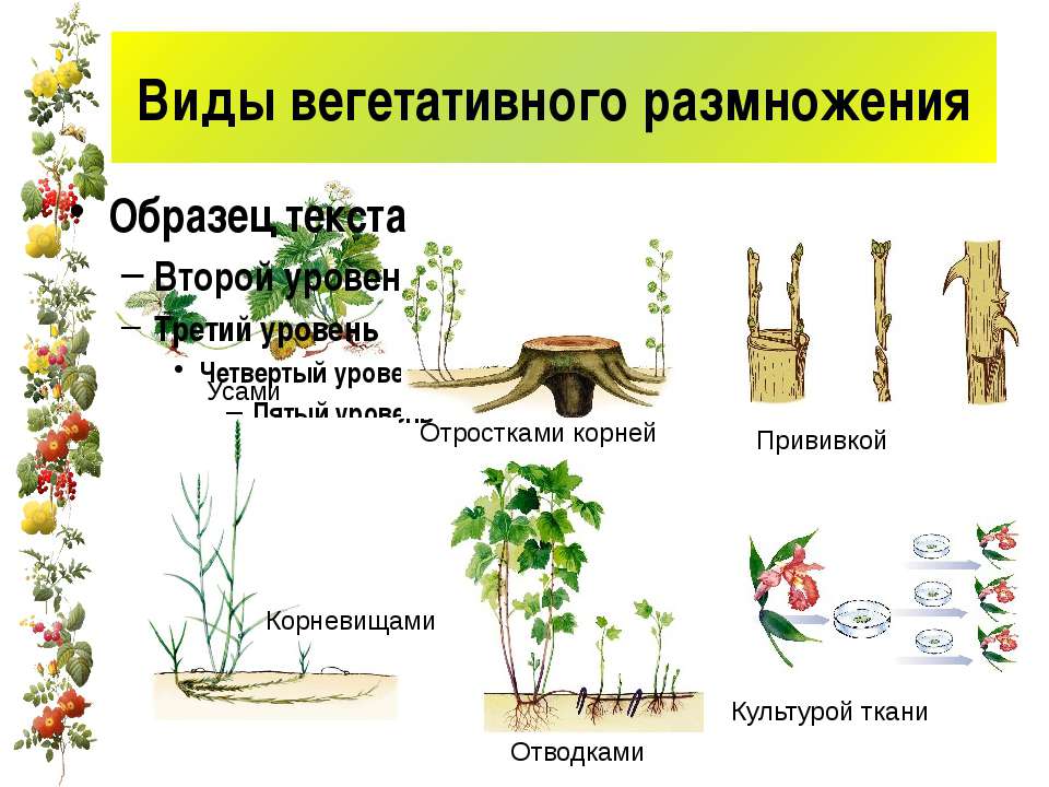 Вегетативное предложение. Вегетативное размножение. Размножение растений. Естественное размножение растений. Способы вегетативного размножения растений.