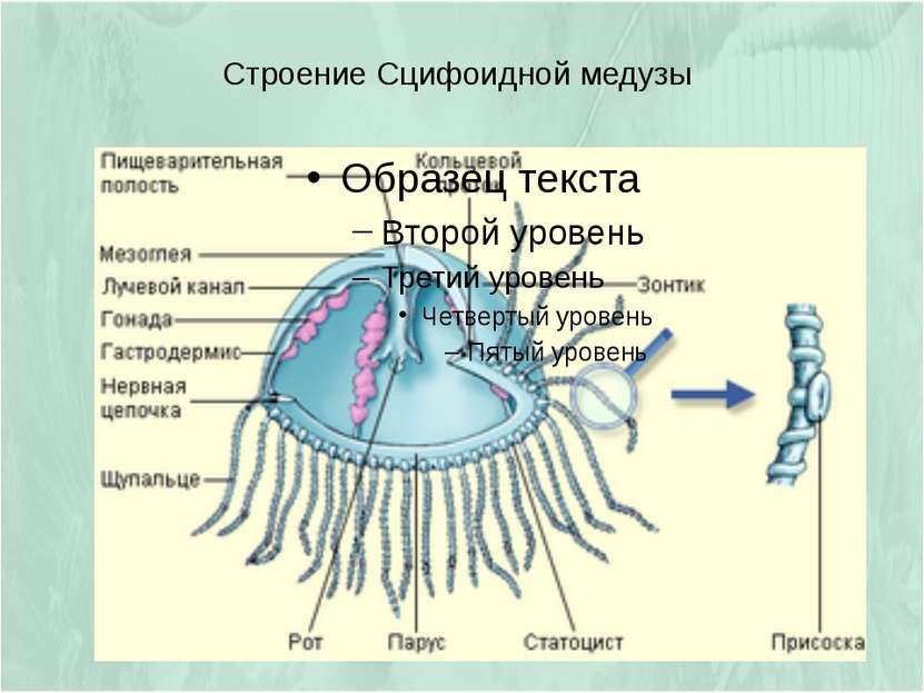 Строение Сцифоидной медузы