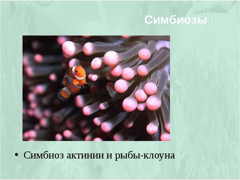 Симбиоз актинии и рыбы-клоуна Симбиозы