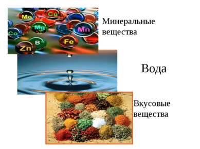 Минеральные вещества Вода Вкусовые вещества