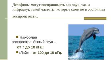 Дельфины могут воспринимать как звук, так и инфразвук такой частоты, которые ...
