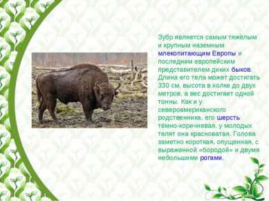 Зубр является самым тяжёлым и крупным наземным млекопитающим Европы и последн...