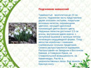 Подснежник кавказский Травянистый многолетник до 20 см высоты. Надземная част...