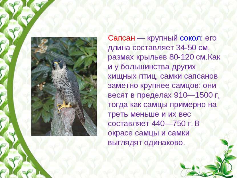 Сапсан — крупный сокол: его длина составляет 34-50 см, размах крыльев 80-120 ...