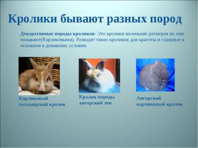 Кролики бывают разных пород Декоративные породы кроликов- Это кролики маленьк...