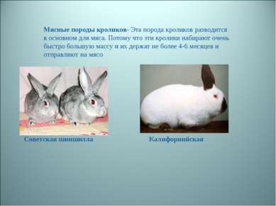 Мясные породы кроликов- Эта порода кроликов разводится в основном для мяса. П...